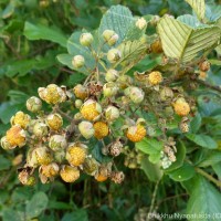 Rubus ellipticus Sm.